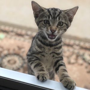 Meet your Posher, Jo